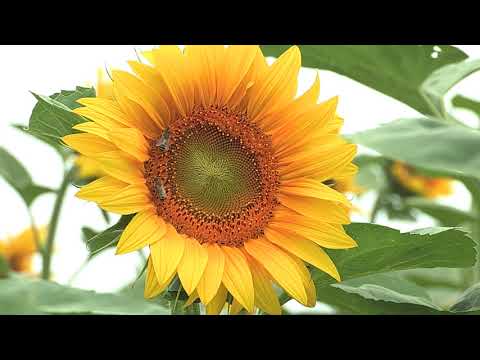 Boja meda ep. 88 12.11.2019. NAJAVA