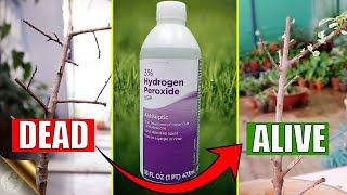 HOW TO CORRECTLY USE HYDROGEN PEROXIDE IN YOUR GARDEN?