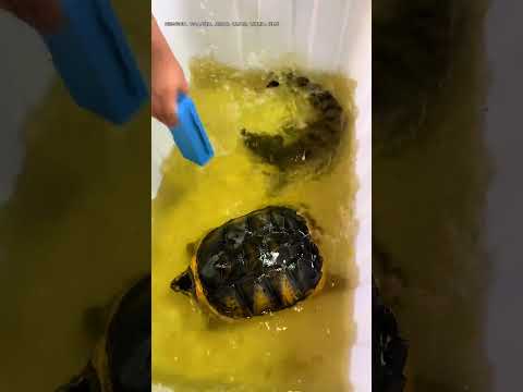 Crocodile: Hello, are you my food delivery?#Arapaima #PredatoryFish #FishKeeping