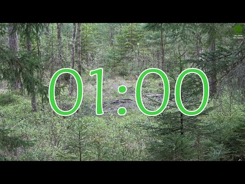 1 Minute Nature Timer with Alarm - Countdown with Relaxing Birdsong Sounds - Deep In A Pine Forest