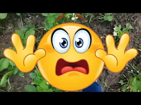 Truskawki #pielęgnacja #nawożenie