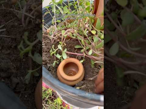 Thanks for 11 M+views Save plants in summer by keeping matka fill with water in pots #shorts