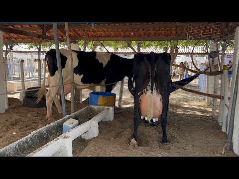 CURRAL DAS VACAS LEITERAS NA FEIRA DO GADO EM CANIDE CEARÁ 25/07/26