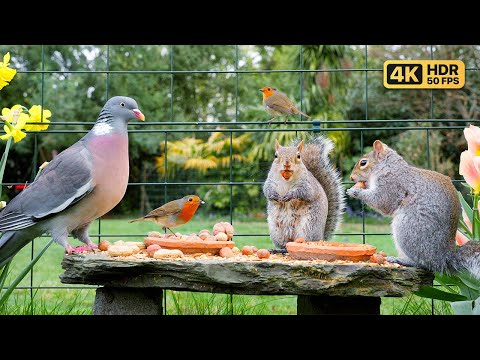 [NO ADS] Cat TV for Cats to Watch 😸 Birds & Squirrels on a Rock 🕊️ Bird Videos & Cat Games