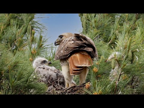 Red-tailed Hawk nest feeding - Part 2