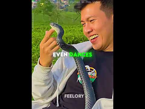 This Man Found a King Cobra at His Door 🐍😳 #shorts