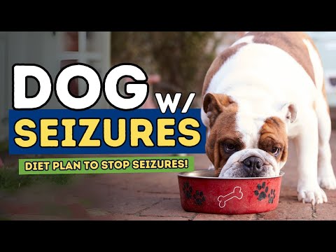 What to Feed Your Dog with Epilepsy: A Diet Plan That Could Help Stop Seizures!