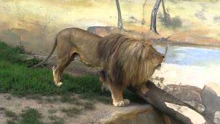 preview picture of video 'Lion roaring in the Zoo in Ústí nad Labem'