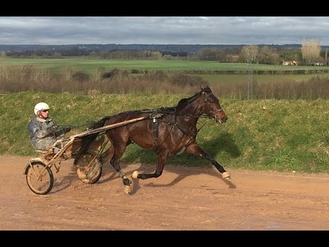 Carnet de pistes : Sébastien Guarato - Bold Eagle Prix d'Amérique 2016