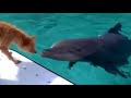 Demis Roussos - "Follow Me" (Dolphin and Dog - Let's be Friends).