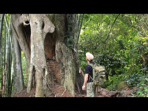 Surviving the Wild: Man Builds Hidden Shelter Inside a Giant Tree