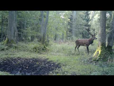 Roaring time in the Bialowieza forest.Wildlife in Belarus