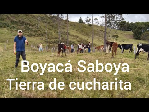 Saboya Boyaca, tierra de la cucharita, pueblos en Colombia