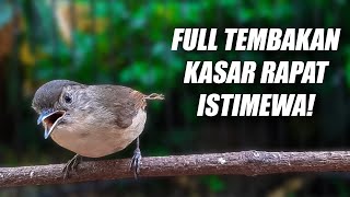 Download lagu MASTERAN MEWAH!! FLAMBOYAN GACOR FULL NEMBAK NGEROLL PANJANG SPEED RAPAT KASAR NON NYIUL NYULING mp3