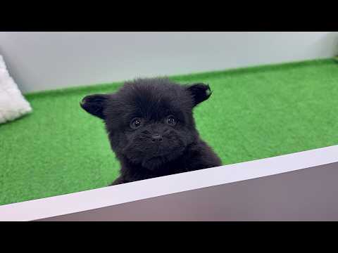 YouTube動画のサムネイル