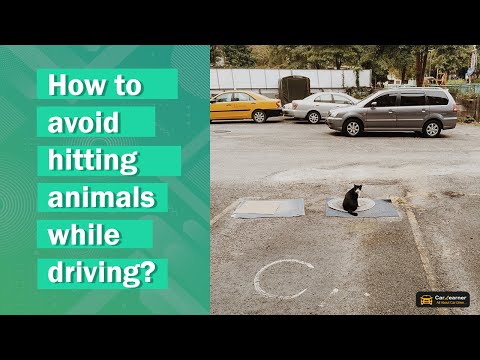 How to Avoid Hitting Animals 🐈  While Driving🚗🚕