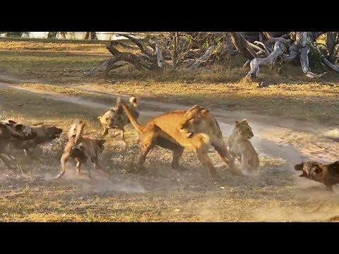 Lioness Takes a Beating by Wild Dogs to Save Her Cub