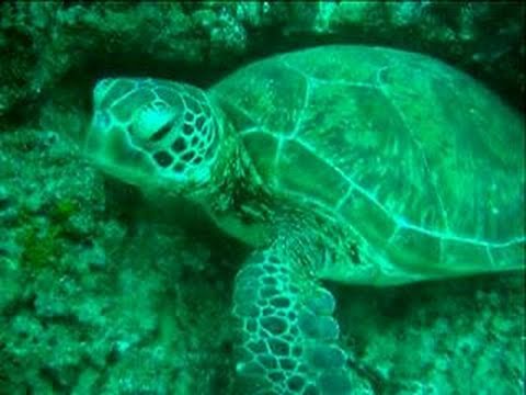 Ningaloo Reef