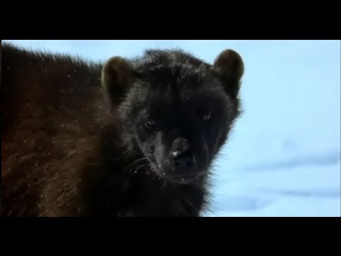 XXUwe - FRANKEN ANIMALS 8