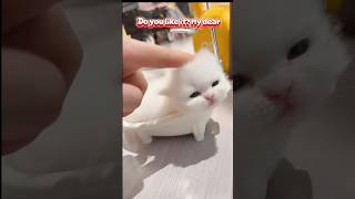Download lagu Little Kitten Like portable bath tub? #kitten #cat #catmeow #funnycats #meong #meow mp3