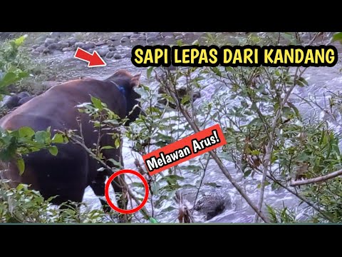 , title : 'Sapi Pegon Lepas Dari Kandang❗Lari Ke Sungai | Pegon cows escape from the stable❗run to the river'
