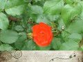 A rose in a garden of weeds - Amru Sani - 1949 ...