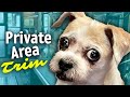 Learn the Right Way to Trim your Dogs SANITARY Area