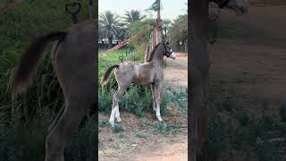 cavalo de raça