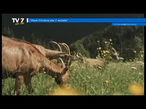 Alpe Cimbra per l'estate - Tv7 con Voi 16/06/21 (2 di 3)