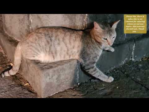 बिल्लियॉ / CATS