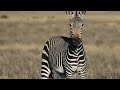 Inside the Zebra Family: How Their Social Structure Really Works 🦓✨ | Animal Documentary