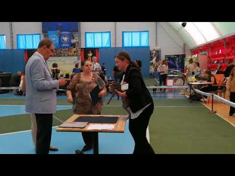 FCI-CACIB "ZHEMCHUZHINA KARPAT 2017". ITALIAN SIGHTHOUND, PUPPY CLASS.