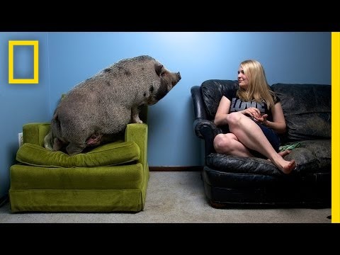 National Geographic Live! - Vincent J. Musi: Where the Wild Things Live