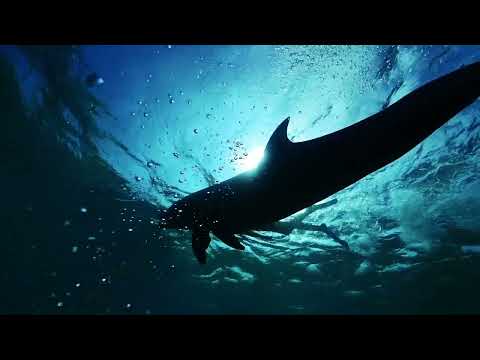 ルネッサンス リゾート オキナワ  Nature Library