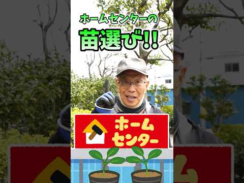 耐寒性野菜：気温や地温はどれくらい？  庭園