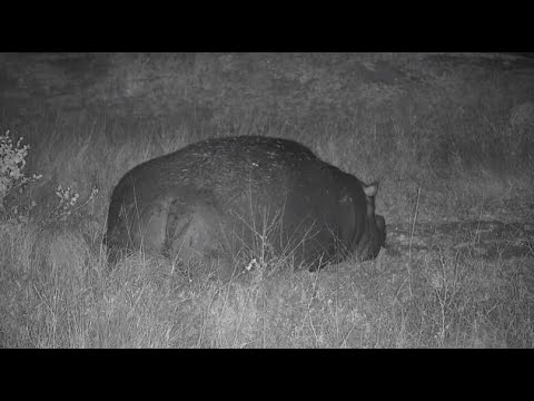 Djuma: Hippo sleeping in open area gets up and returns to dam - 01:05 - 07/21/20