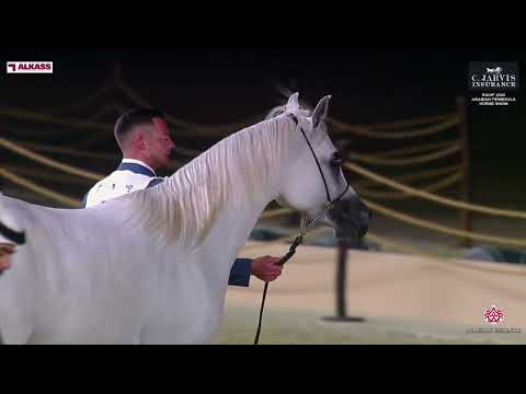 N 97 RB MUHANAD   KIAHF 2024   Arabian Peninsula Horse Show   Colts 2 Years Old Class 5