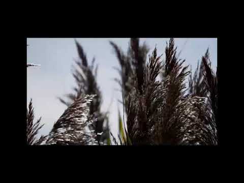 Hev Mood - Late Vibes / Feat MarsMae