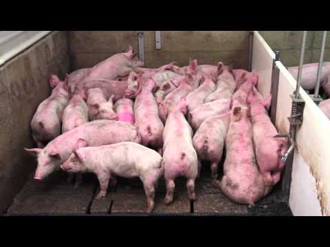 download lagu mp3 mp4 Basic Pig, download lagu Basic Pig gratis, unduh video klip Basic Pig