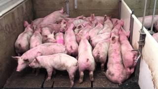 Smart Pig Handling - Part 1 of 2 - Basic Pig Behaviour