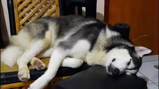 DRUNK HUSKY | LIFE OF GLITTER