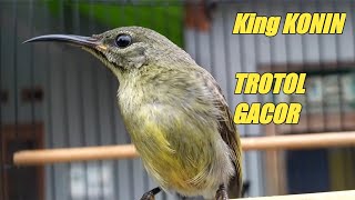 Download lagu KING KONIN JANTAN TROTOL gacor mp3