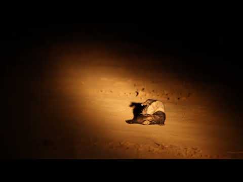 Honey Badgers on a night drive!