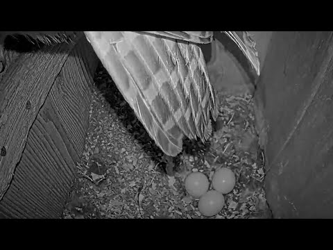 Female Barred Owl Unveils Egg #3 During Midnight Incubation Break – March 3, 2024