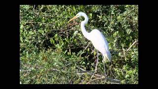 Down in the Everglades
