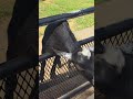 Mr Beast Goat Shorts Trending Asmr Short Video Nature New News Beast Mr Goat Fyp