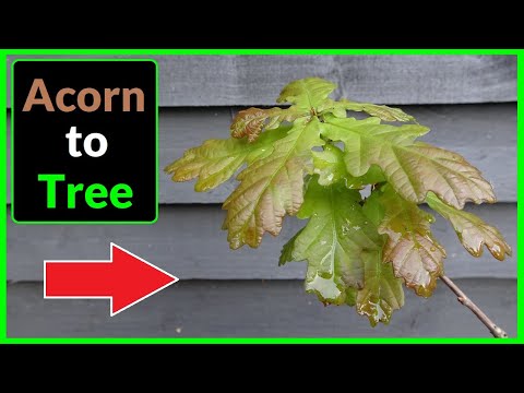 How to Grow an English Oak Tree from an Acorn / Seed / Nut