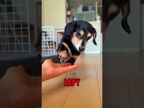 Nikt nie chciał go kochać🥺❤️