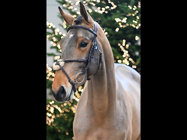 Alderweireld Dwerse Hagen - walk & 360