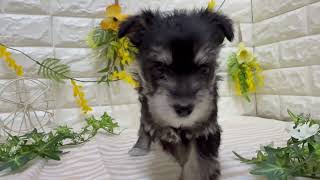 ハーフ犬の動画01